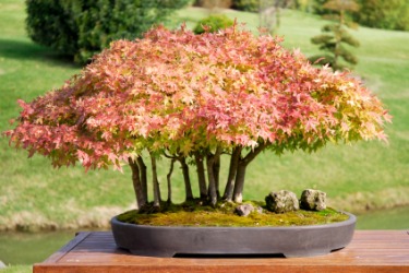 A red maple bonsai.