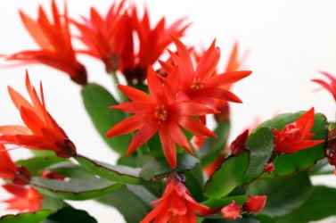 [http://images.yourdictionary.com/images/definitions/lg/easter-cactus.jpg]