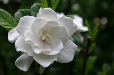 Gardenia Bonsai on Clever Blogs