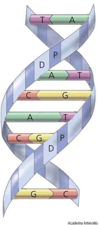 Dna Molecule Double Helix. double-helix DNA model
