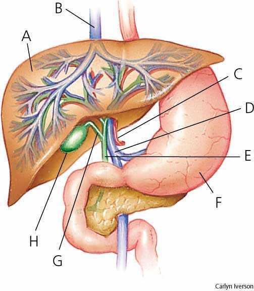 common bile duct cystic duct. vein E. common bile duct