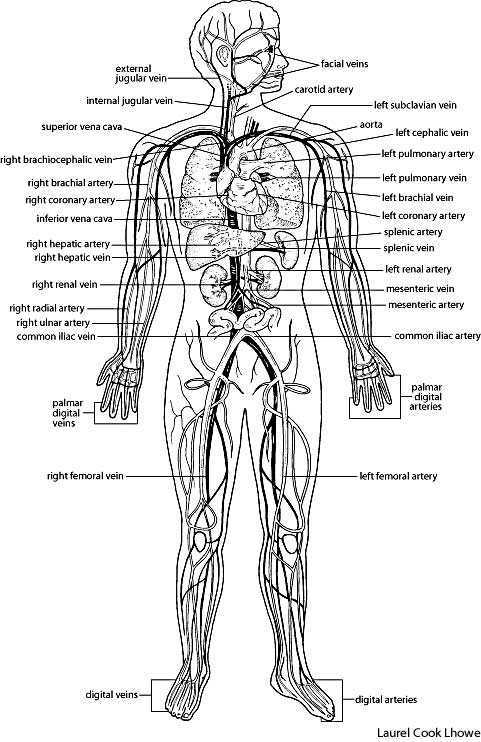 For veins and arteries that occur on both sides of the body, 