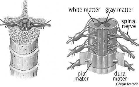 segments of spinal cord. Right: segment of spinal cord