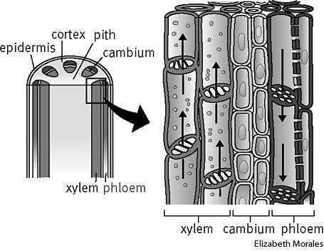 Xylem cells in a stem carry